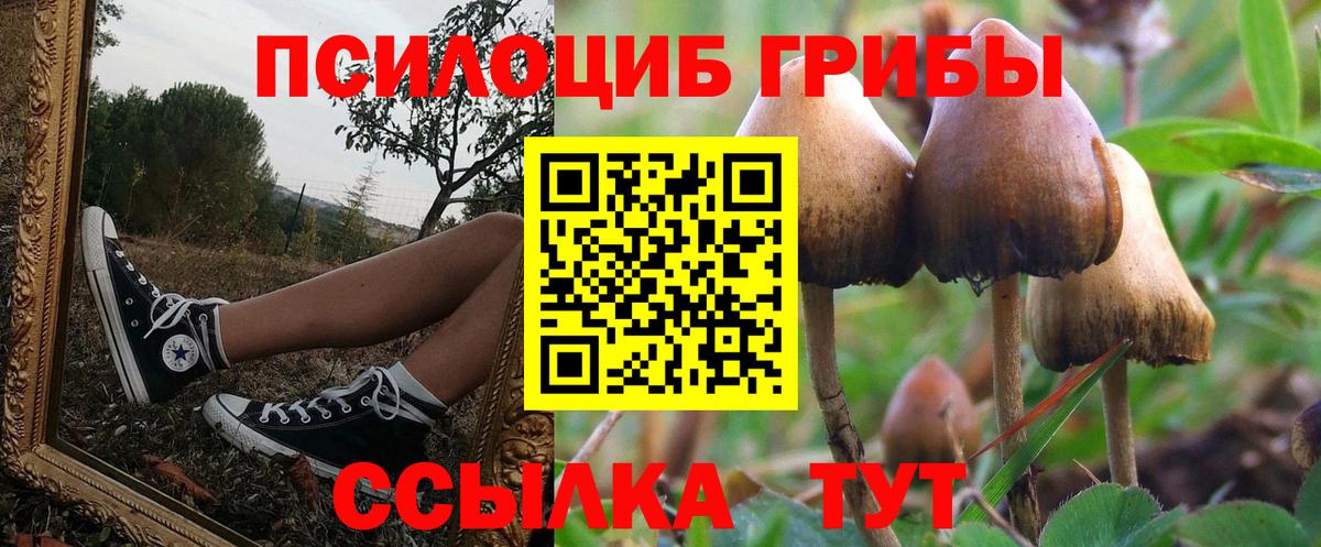 Галлюциногенные грибы Psilocybe Конаково